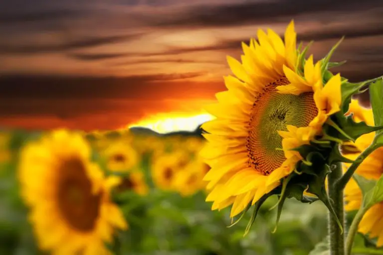 Does Sunflower Face the Sun: What You Need to Know About Sunflowers and the Sun