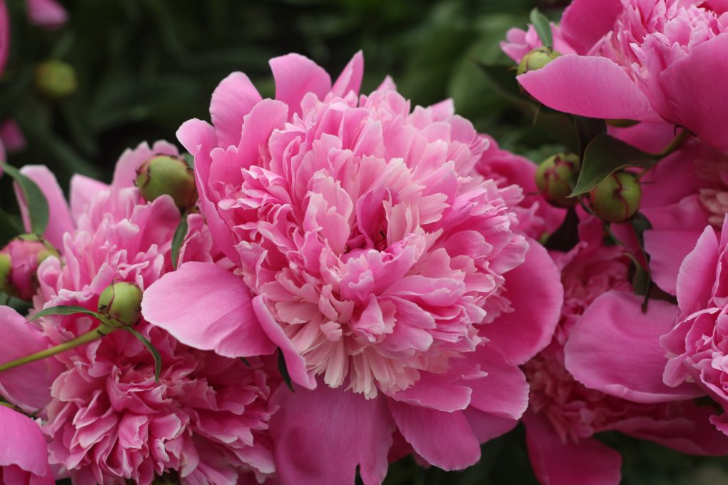 Will Peony Buds Freeze? Can Peony Buds Handle Cold? - GardenFine