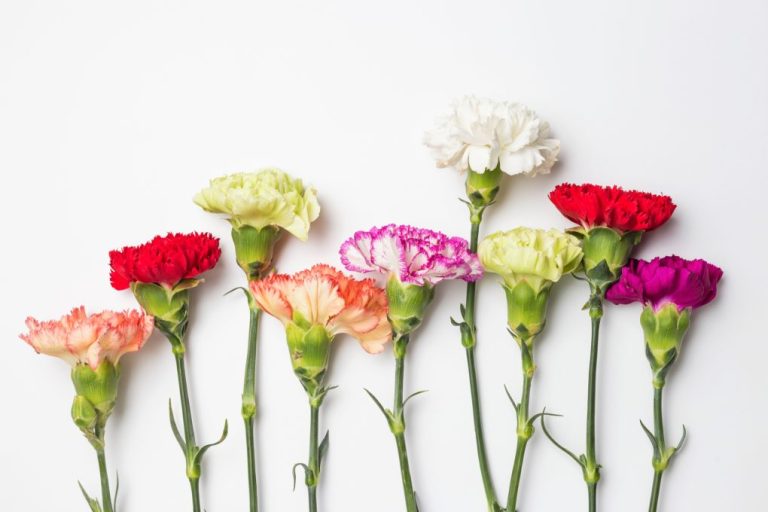 Do Carnations Dry Well? Know the 8 Methods of Flower Drying and Preserving