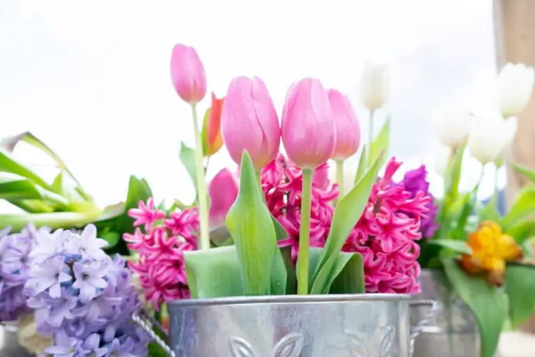 How To Plant Tulip Bulbs In Pots —The Beginner’s Guide