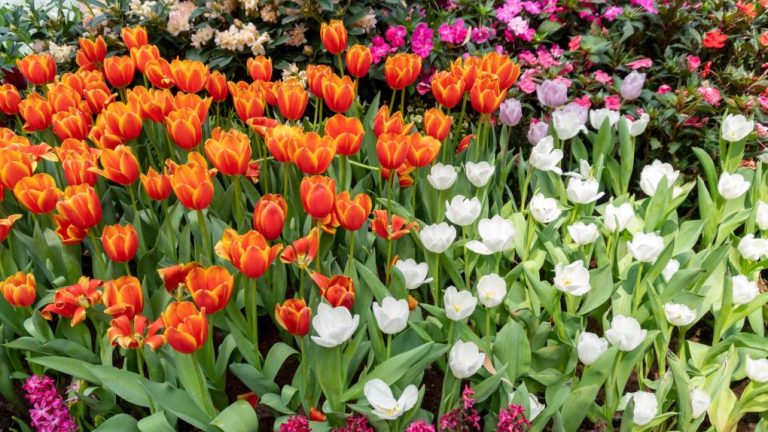 When To Cut Tulip Leaves? Deadheading Tulips