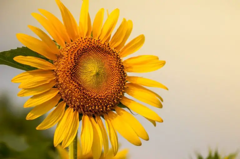 What Does Sunflower Need to Grow: Quick Guide When Growing Sunflower
