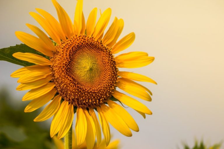 What Does Sunflower Need to Grow: Quick Guide When Growing Sunflower