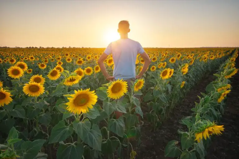 Do Sunflowers Need Full Sun? |How Much Sunlight Do Sunflowers Need Each Day?