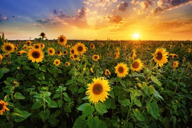 Why Do Sunflowers Face the Sun: Understanding the Importance of Heliotropism for Sunflowers