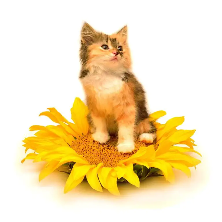 Are Sunflowers Toxic To Cats? – Here’s What You Need To Know