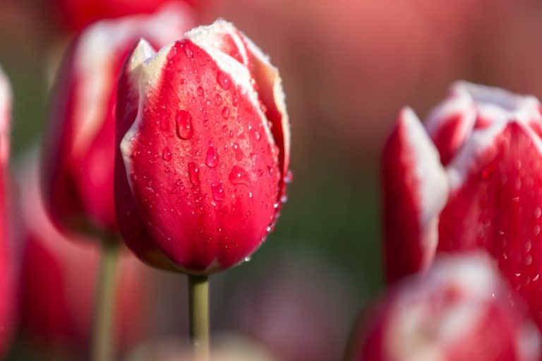 Does Tulip Come Back Every Year: Here’s What You Need to Know About Ensuring This Elegant Flower Grows Back