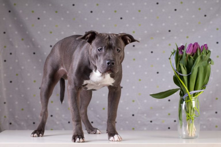 Are Tulips Poisonous to Your Dogs? The Danger of Tulips