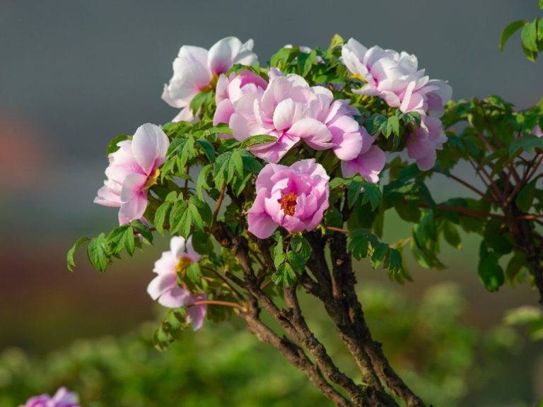 Do Carnations Bloom in the First Year: What You Need to Know About Carnation