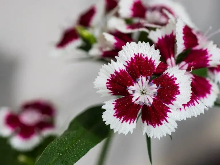 Are Carnations Wildflowers: What You Need to Know About Wild and Cultivated Carnations