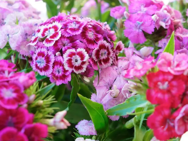 Do Carnations Come Back Every Year: A Guide to Perennial and Annual Carnations
