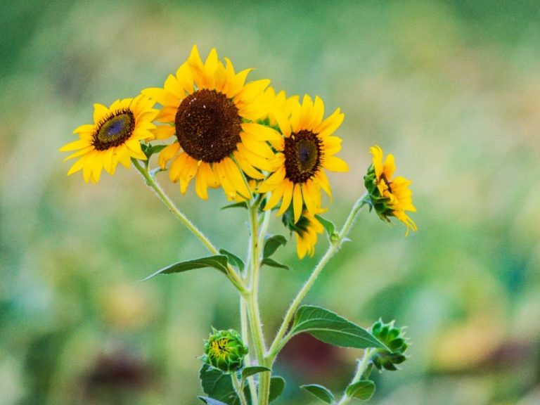 Can Sunflowers Have Multiple Heads: Exploring the Fascinating Phenomenon of Polycephaly in Sunflowers