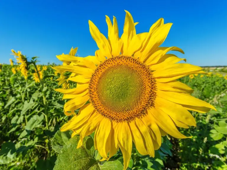 Is Sunflower a Fruit: The Definitive Answer Based on Science