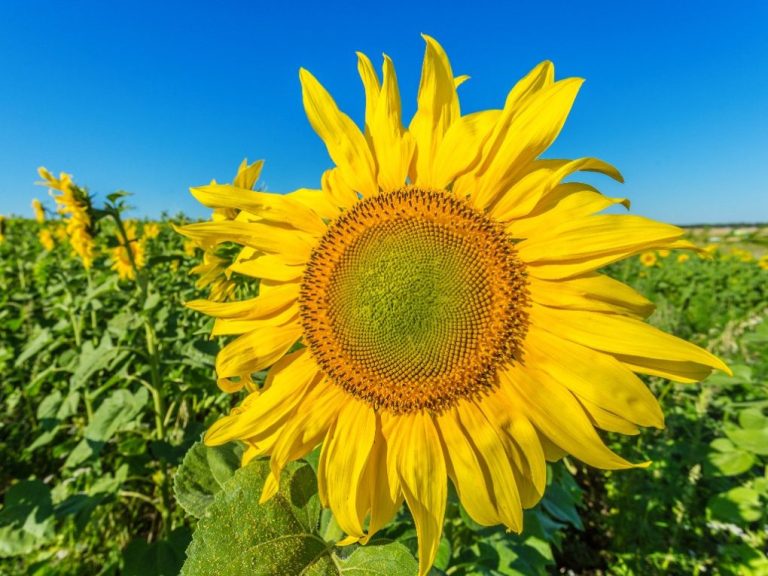 Biggest Sunflower in the World: Tips for You to Grow Sunflowers