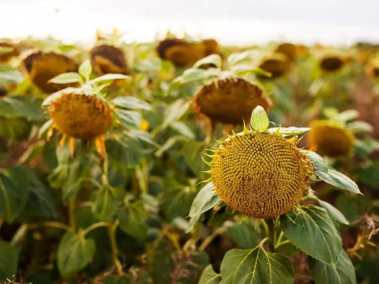When Are Sunflower Seeds Ready to Harvest: All About Sunflower Growth and Harvesting