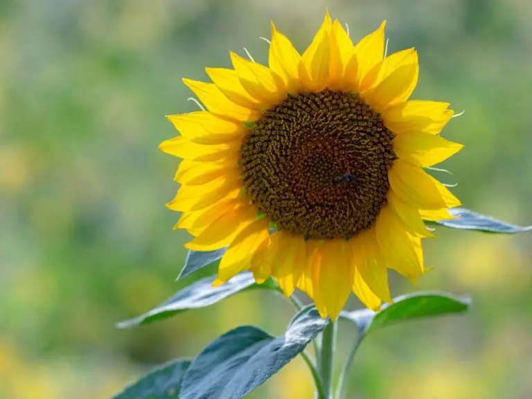 Why Plant Sunflowers: Benefits and Types of Sunflowers to Consider Planting