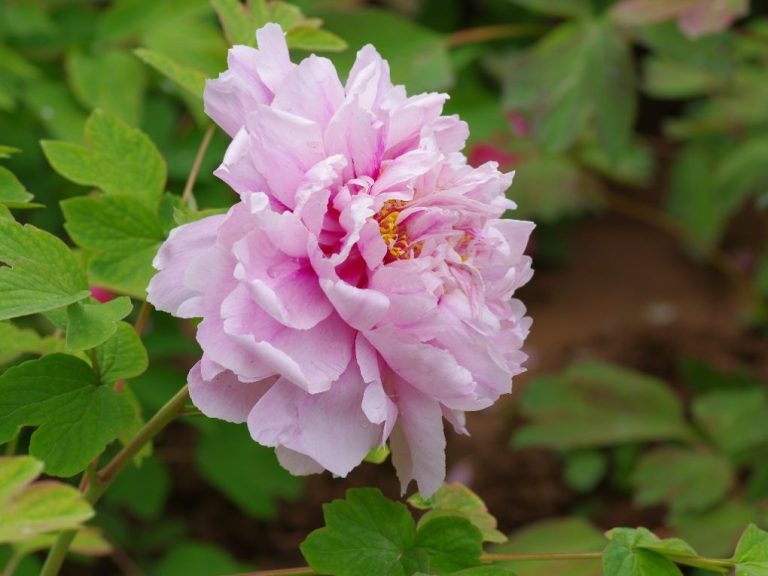 Are Peonies Hardy: A Guide to Growing Peonies in Various Climates