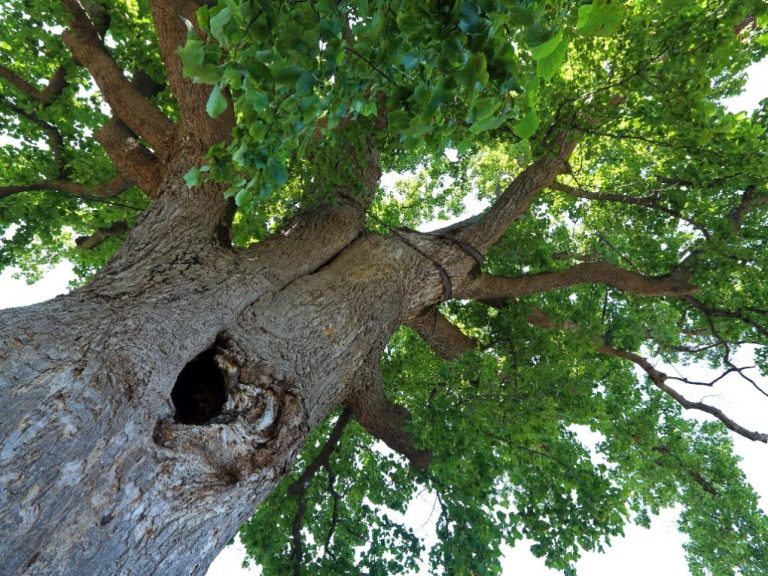 Is Tulip Tree Wood Valuable: A Comprehensive Guide to Its Worth