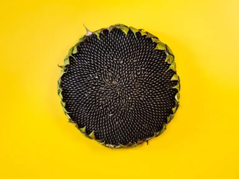 What to Do With Sunflower Heads: Tips When Dealing With Sunflower Heads