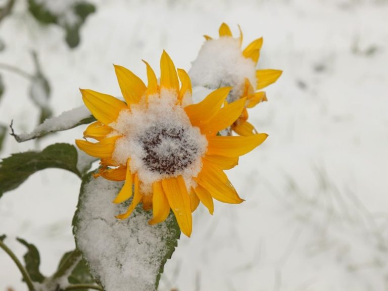 Can Sunflower Survive Winter: How to Help a Perennial Sunflower Survive Winter