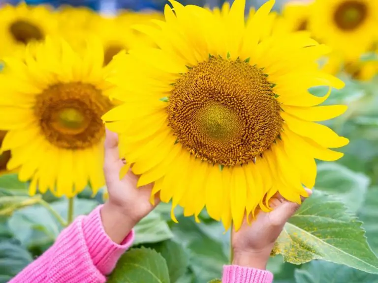 Where Do Sunflowers Grow: What You Need to Know When Planting Sunflowers