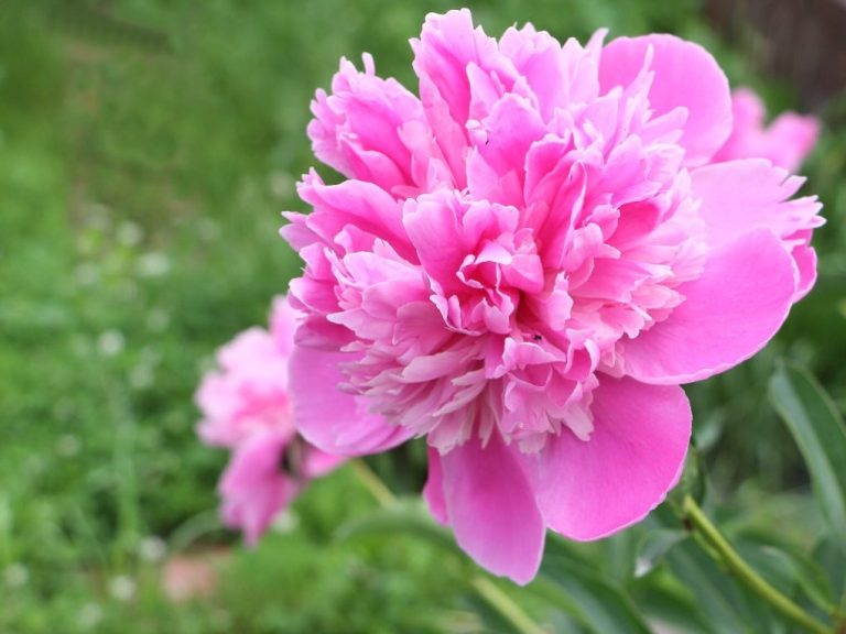 Carnation vs. Marigold: Overview and Similarities of Two Popular Flowers