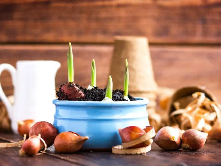 How to Replant Tulip Bulbs: A Step-by-Step Guide