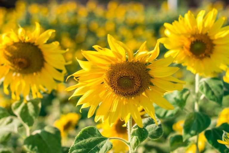 Sunflower vs. Dandelion: The Similarities and Differences Between These Flowers