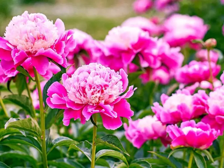 Spring Peony Care: Tips for Healthy Blooms