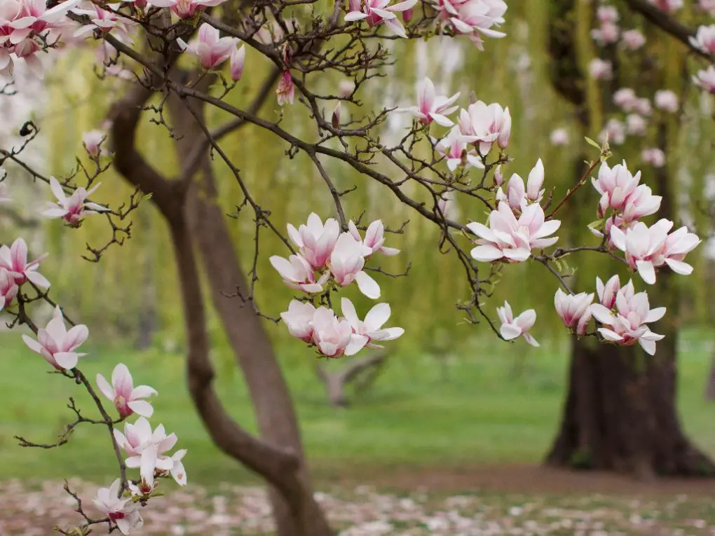 Magnolia vs. Dogwood: Choosing the Right Tree for Your Landscape ...