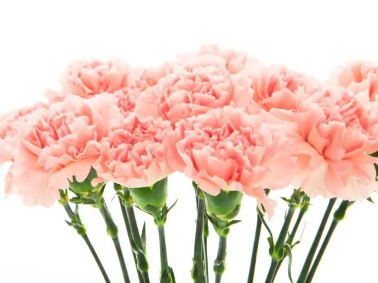 Where Do Carnations Grow: A Guide to Their Natural Habitat