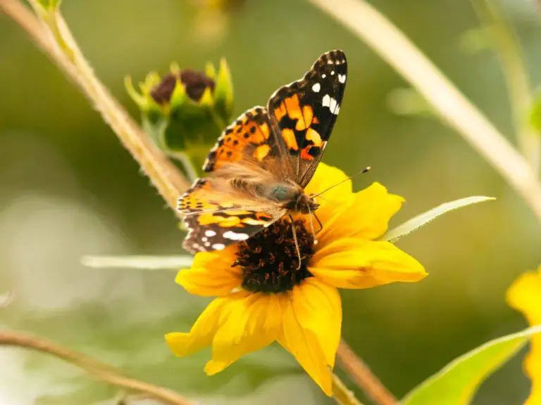 What Eats Sunflower Plants: Animals and Insects That Eat Sunflowers and How to Manage Them