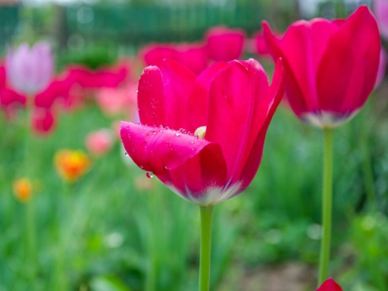 Do Chipmunks Eat Tulip Bulbs: Exploring Chipmunks Feeding Habits