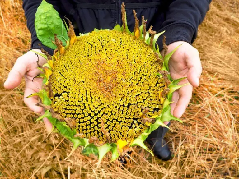 When Are Sunflower Seeds Ready to Harvest: What You Need to Know When Harvesting Sunflower