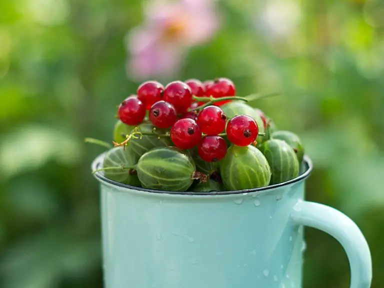 Gooseberry vs. Currant: Understanding the Differences Between Two Popular Tart Fruits