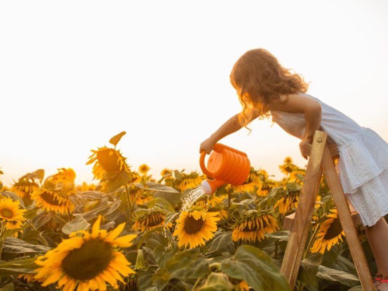 Does Sunflower Grow Back: Distinguishing Perennials From Annuals and Tips for Promoting Sunflower Regrowth