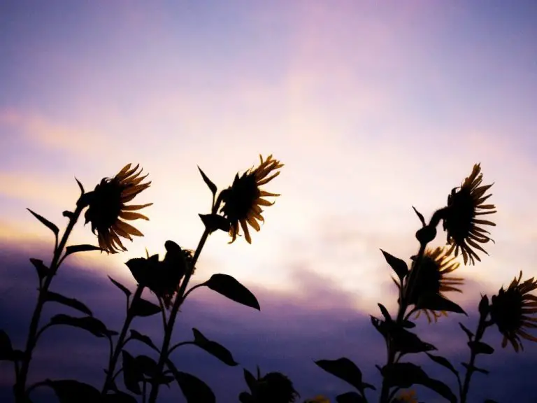 Sunflowers Close at Night: Reasons Sunflowers Close Up and Why Some of Them Do Not Bloom