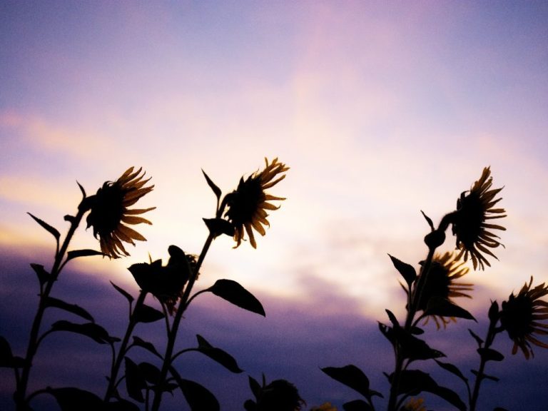 Sunflowers Close at Night: Reasons Sunflowers Close Up and Why Some of Them Do Not Bloom