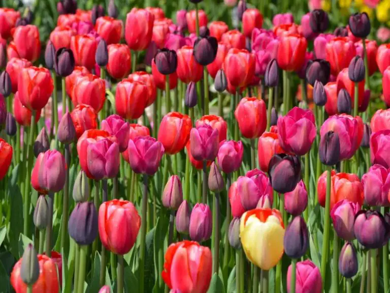How Many Tulip Bulbs per Square Foot: Planting Tips for Tulip Bulbs