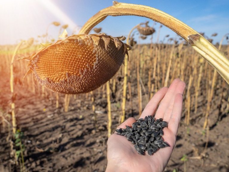 When Do Sunflowers Produce Seeds: Factors That Affect Seed Production in Sunflowers