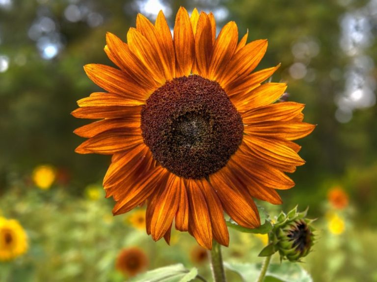 Are Blue Sunflowers Real: The Color of Different Sunflower Varieties