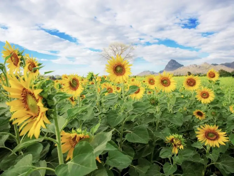 Is Sunflower a Herb or a Shrub: What You Need to Know