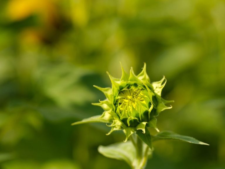 How Long Sunflowers Bloom: Ways to Help a Sunflower Bloom for Longer