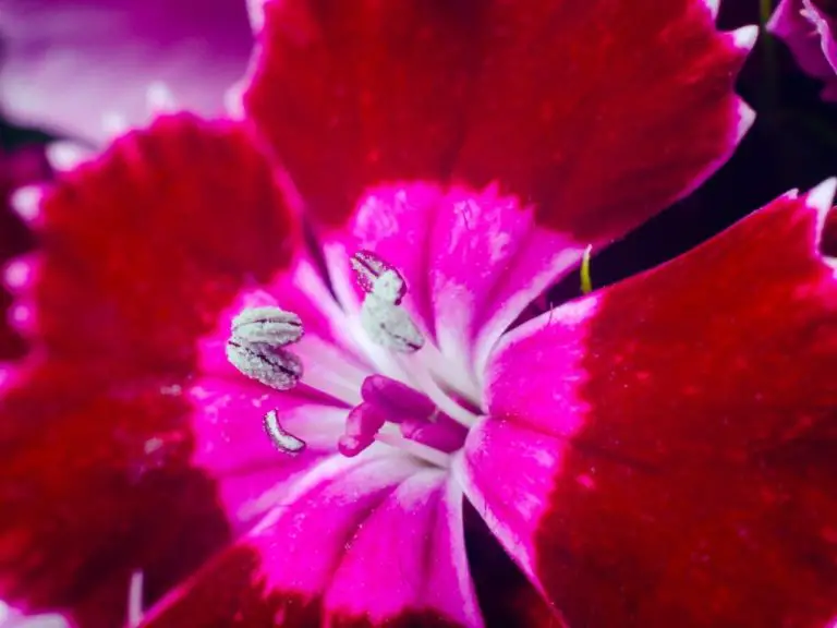 Do Carnations Have Pollen: A Guide to Carnation Pollination and Its Potential to Cause Allergies