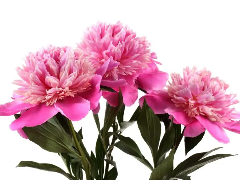 Are Peony Bulbs or Seeds: Understanding the Different Propagation Techniques of Peonies