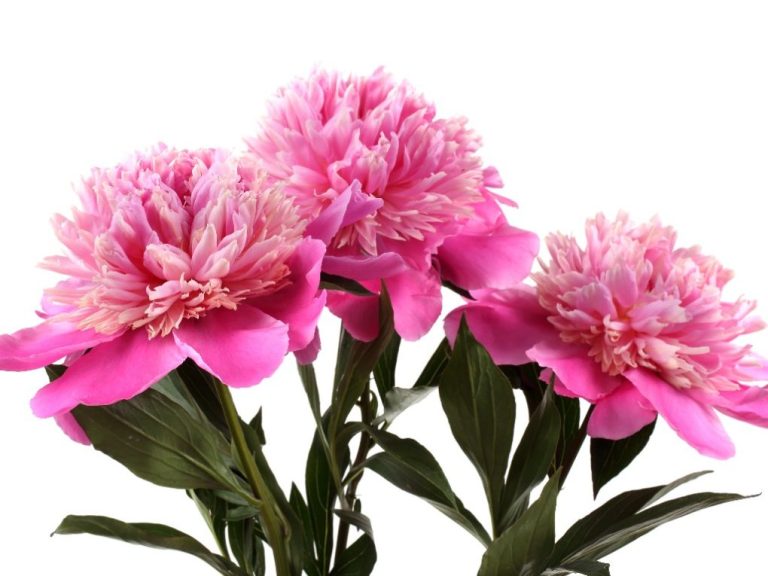 Peony: Annual or Perennial?