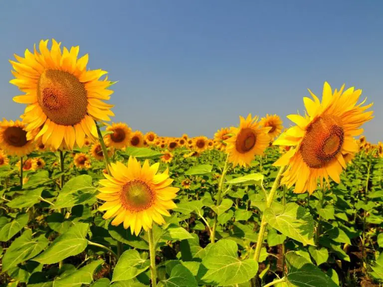 When to Plant Sunflowers: A Guide for Gardeners