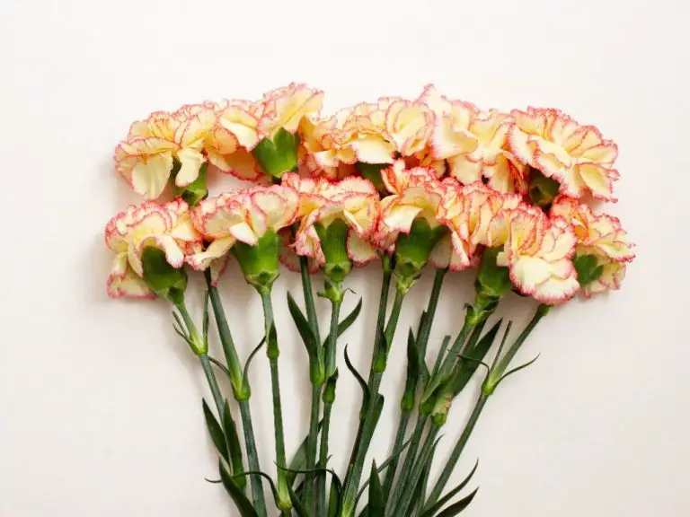 Are Carnations Annuals or Perennials: A Comprehensive Guide