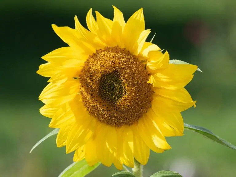 Do Sunflowers Grow Year Round: Understanding the Growth Cycle of Sunflowers