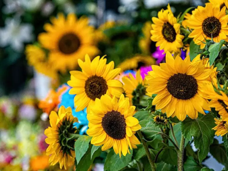 Types of Sunflower: Get to Know the Varieties of Sunflower